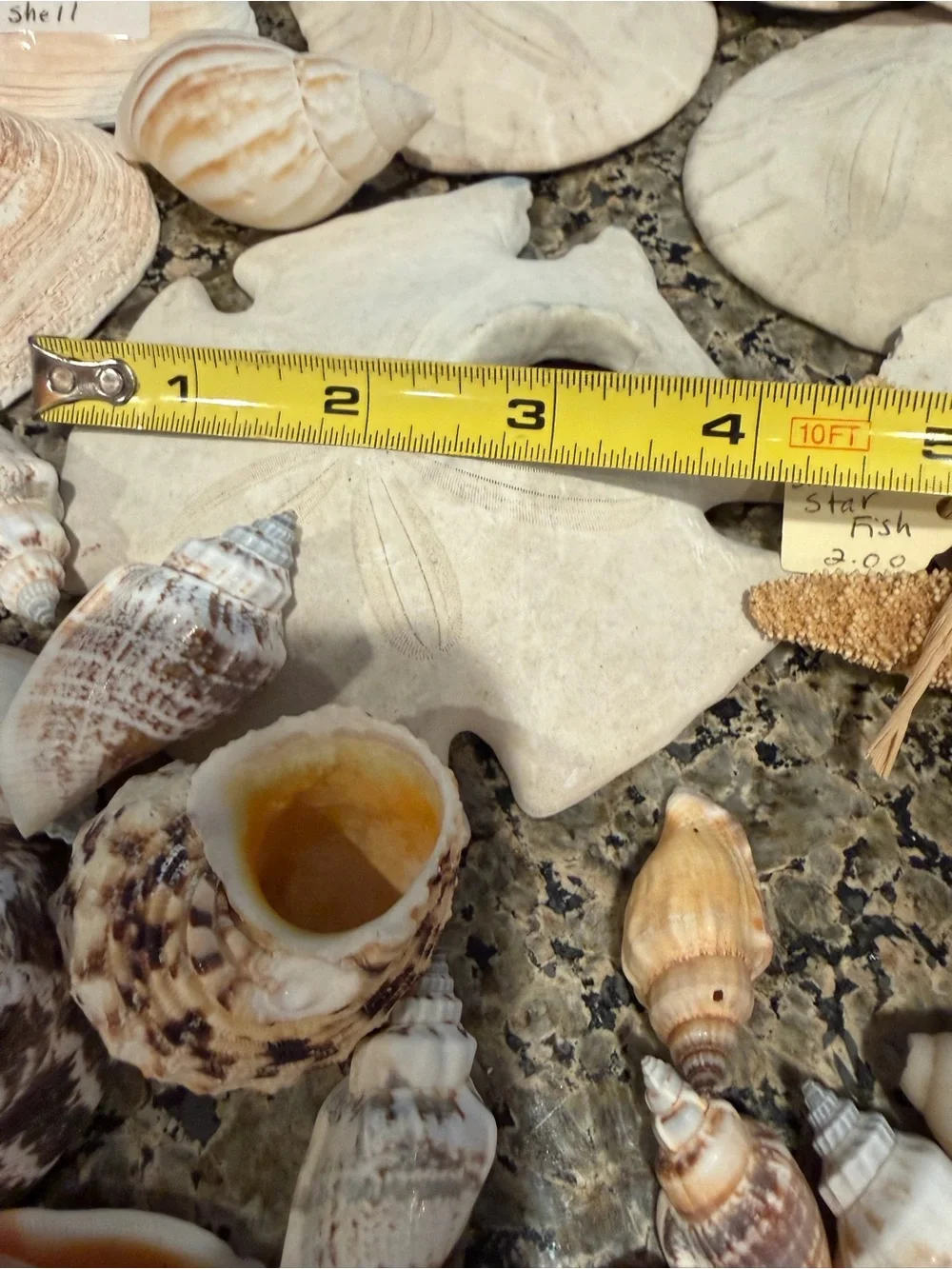 Natural Sea Shell Lot Starfish Sand Dollars Clam Shells Conch Shells